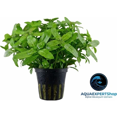 Aqua Expert Kolay Akvaryum Bitkisi - Shinnersia Rivularis (Meksika Meşe Yaprağı) - Saksılı - 5