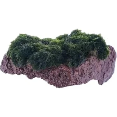 Hakay Marimo Moss Rock Canlı