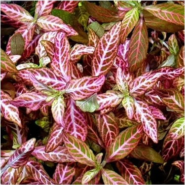 Hakay Kolay Akvaryum Zemin Bitkisi - Canlı Hygrophila Polysperma