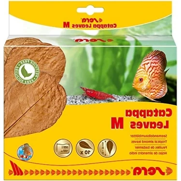 Esranın Dünyası Kaliteli Catappa Yaprağı, M Boyut (18 Cm) - 10