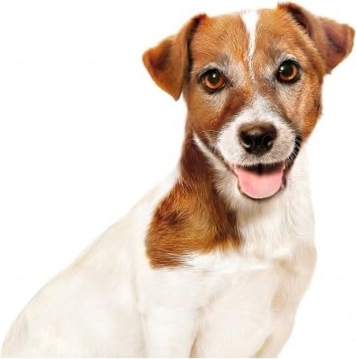 Die Grup Royal Canin Mini Ageing Küçük Irk Yaşlı Köpek Konservesi +12 Yaş 85 gr x 12 Adet görsel 3