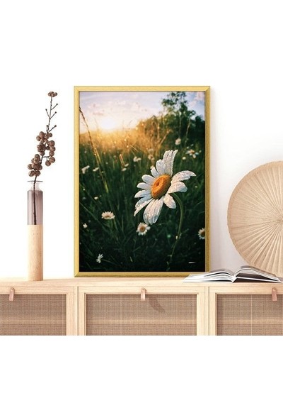 Papatyalar 1 Çerçeve ve Poster - B1147