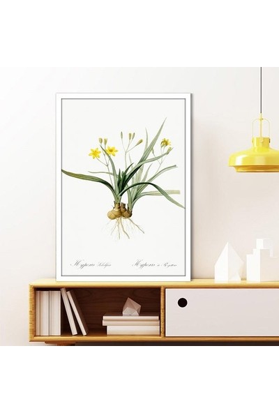 Hypoxis Bitkisi 1 Çerçeve ve Poster - MT1097