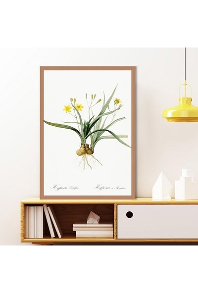 Hypoxis Bitkisi 1 Çerçeve ve Poster - MT1097