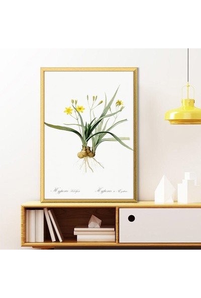 Hypoxis Bitkisi 1 Çerçeve ve Poster - MT1097
