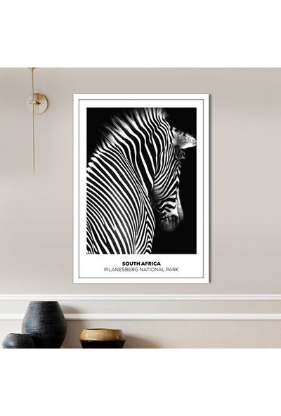 Zebra 8 Çerçeve ve Poster - H1054