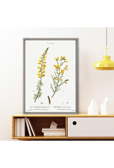 Cytisus Bitkisi 1 Çerçeve ve Poster - MT1098