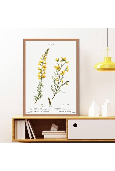 Cytisus Bitkisi 1 Çerçeve ve Poster - MT1098