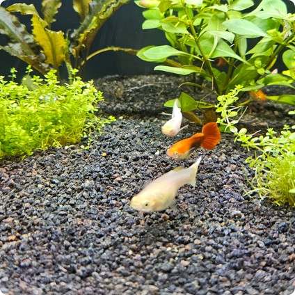 Black Sand 25 kg Siyah Akvaryum Kumu Tatlısu Bitkili ve Tuzlu Su Akvaryumları Için modelleri