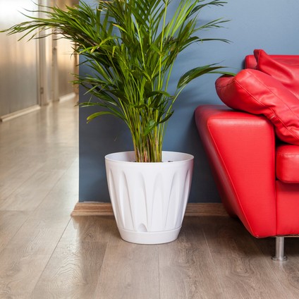 Papatya Saksı 6 Lt Parlak Plastik Kendinden Tabaklı Drenajlı Çiçek Saksısı modelleri