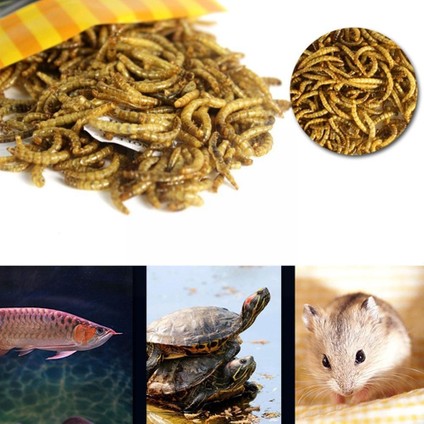 Ekmek Solucanı Tarzı 30G 30G Kaplumbağa Yemi Sopa Beta Balığı Taneler Balık Kurutulmuş Solucanlar Kaplumbağa Su Kaplumbağa Sürüngen Ekmek Karides Akvaryum Yem E9Z4 (Yurt Dışından) fiyatları