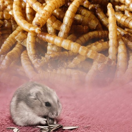 Ekmek Solucanı Tarzı 30G 30G Kaplumbağa Yemi Sopa Beta Balığı Taneler Balık Kurutulmuş Solucanlar Kaplumbağa Su Kaplumbağa Sürüngen Ekmek Karides Akvaryum Yem E9Z4 (Yurt Dışından) indirimleri