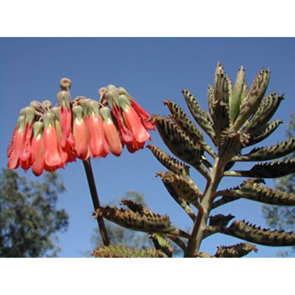 Aşkın Gözyaşı Fidesi Fidanı Saksıda 10-20 cm