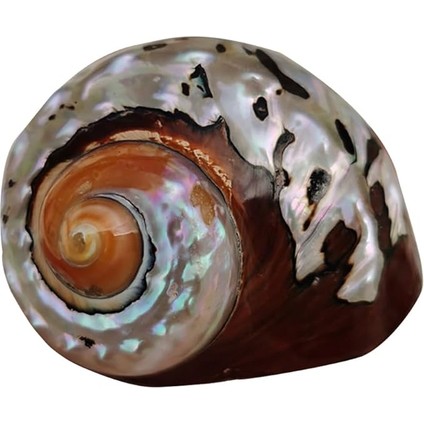 Deniz Kabuğu, Plaj Deniz Kabukları, Doğal Güney Afrika Semenderi Deniz Kabuğu Akvaryum Balık Tankı Süsleme El Sanatları Koleksiyoncusu Düğün Plaj Temalı Parti Dekoru Için(5.5cm)