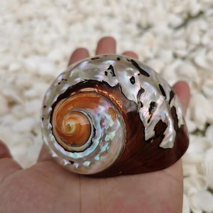 Deniz Kabuğu, Plaj Deniz Kabukları, Doğal Güney Afrika Semenderi Deniz Kabuğu Akvaryum Balık Tankı Süsleme El Sanatları Koleksiyoncusu Düğün Plaj Temalı Parti Dekoru Için(5.5cm) modelleri