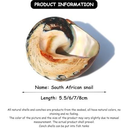 Deniz Kabuğu, Plaj Deniz Kabukları, Doğal Güney Afrika Semenderi Deniz Kabuğu Akvaryum Balık Tankı Süsleme El Sanatları Koleksiyoncusu Düğün Plaj Temalı Parti Dekoru Için(5.5cm) fiyatları