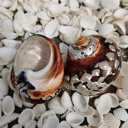 Deniz Kabuğu, Plaj Deniz Kabukları, Doğal Güney Afrika Semenderi Deniz Kabuğu Akvaryum Balık Tankı Süsleme El Sanatları Koleksiyoncusu Düğün Plaj Temalı Parti Dekoru Için(5.5cm) fırsatları