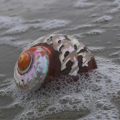 Deniz Kabuğu, Plaj Deniz Kabukları, Doğal Güney Afrika Semenderi Deniz Kabuğu Akvaryum Balık Tankı Süsleme El Sanatları Koleksiyoncusu Düğün Plaj Temalı Parti Dekoru Için(5.5cm) indirimleri