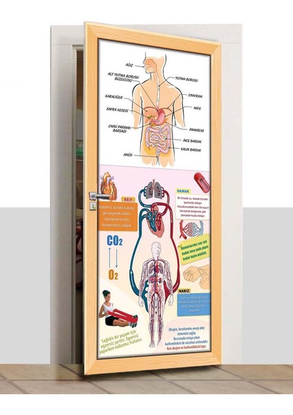 Kapı Giydirme - Vücut Sistemleri - K331