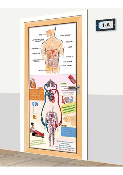 Kapı Giydirme - Vücut Sistemleri - K331 fiyatları