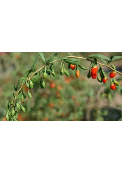Gojiberry Fidanı Doğanın Mucizesi Gojiberry'yi Bahçenize Taşıyın Lycium Barbarum 2 ADET