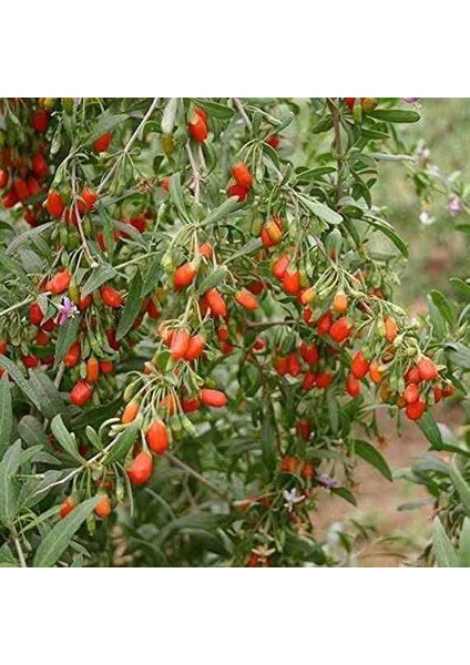 Gojiberry Fidanı Doğanın Mucizesi Gojiberry'yi Bahçenize Taşıyın Lycium Barbarum 2 ADET