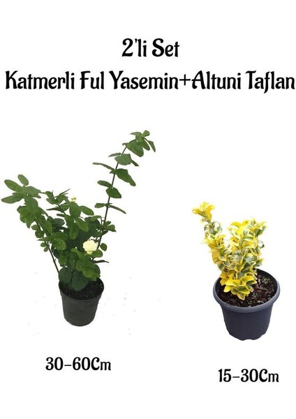 Mis Kokulu Katmerli Ful Yasemin Çiçeği+Altuni Taflan 2'li Set Bahçe Bitkileri