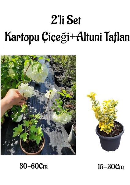 Beyaz Kartopu Çiçeği Sarmaşığı+Altuni Taflan Saksılı 2'li Set Dış Mekan Bitkileri