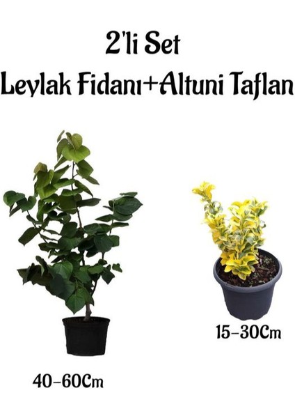 Mor Renk Mis Kokulu Leylak Ağacı Fidanı+Altuni Taflan Saksılı Bahçe Bitkileri