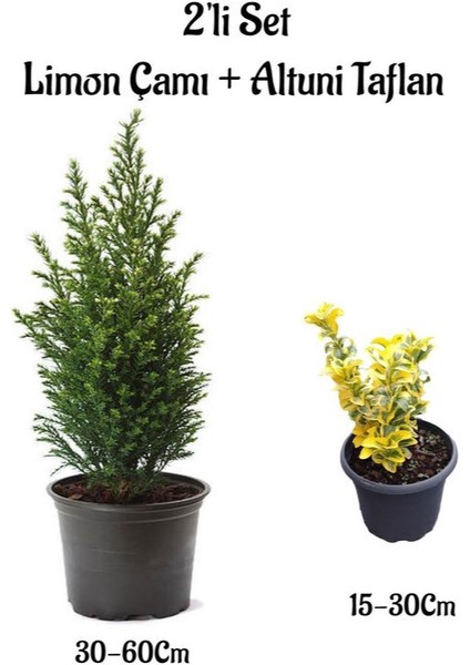 Kokulu Limon Çamı+ Altuni Taflan 2'li Set Saksılı/tüplü Bahçe Bitkisi