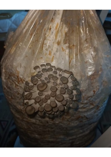 Istiridye Mantar Tohumu V2(1000 Gram)