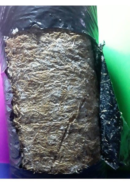 Istiridye Mantar Tohumu V2(1000 Gram)