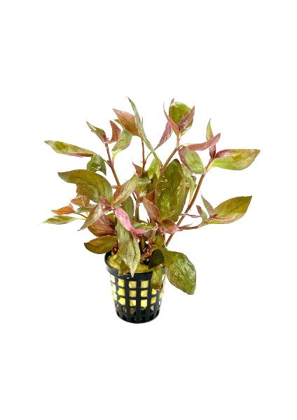 Alternanthera Reineckii Lilacina Canlı Akvaryum Bitkisi (1 Saksı)