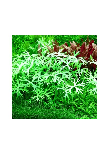 Ranunculus Inundatus Canlı Akvaryum Bitkisi
