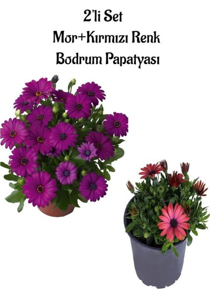 Mor ve Kırmızı Renk 2 Adet Bodrum Papatyası Seti Bahar Bahçe Çiçeği