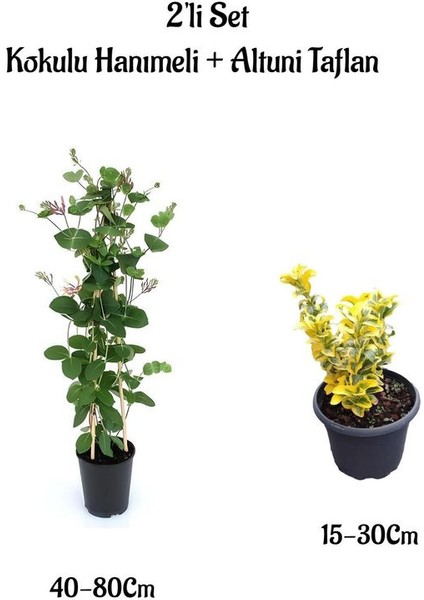 Harika Kokulu Hanımeli Çiçeği+Altuni Taflan 2'li Set Dış Mekan Bahçe Bitkisi
