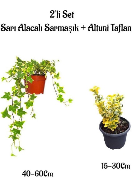 Sarı Alacalı Hedera Helix Duvar Sarmaşığı+ Altuni Taflan 2'li Set Bahçe Bitkisi