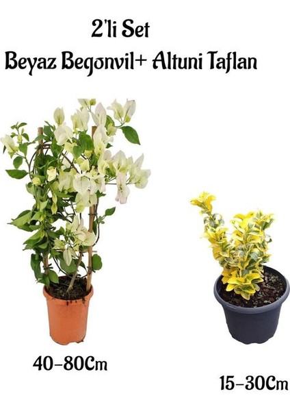 Beyaz Renk Begonvil Çiçeği Fidanı+Altuni Taflan Çit Bitkisi 2'li Set Dış Mekan Bitkileri