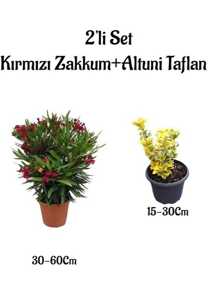 Kırmızı Renk Bodur Zakkum Çiçeği Fidanı+Altuni Taflan 2'li Set Bahçe Bitkisi