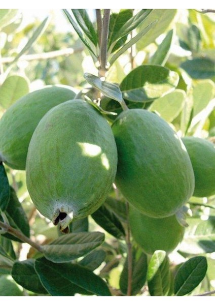 Feijoa Kaymak Ağacı Fidanı 1 Adet Saksılı/ Tüplü (50-80CM) Bahçe Bitkisi