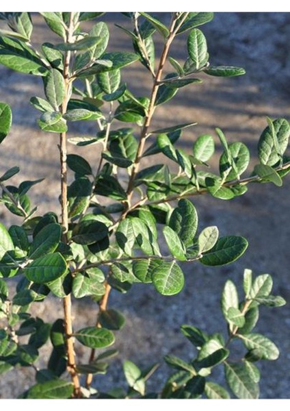 Feijoa Kaymak Ağacı Fidanı 1 Adet Saksılı/ Tüplü (50-80CM) Bahçe Bitkisi modelleri