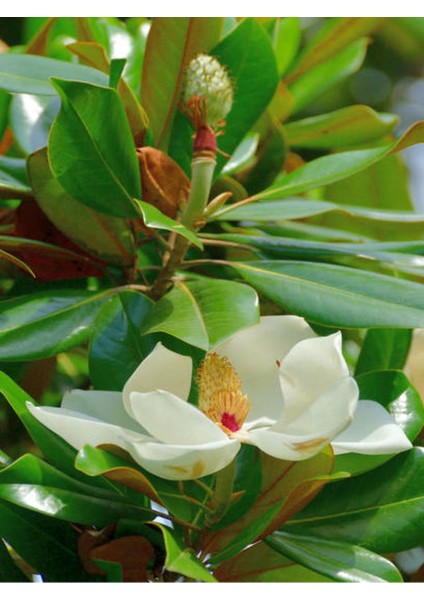 Mis Kokulu Beyaz Renk Manolya Ağacı Fidanı 1 Adet Saksılı/ Tüplü (45-70CM) fiyatları