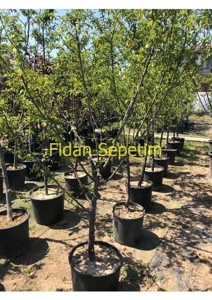 6 Yaş Aşılı Papaz Erik Fidanı fiyatları
