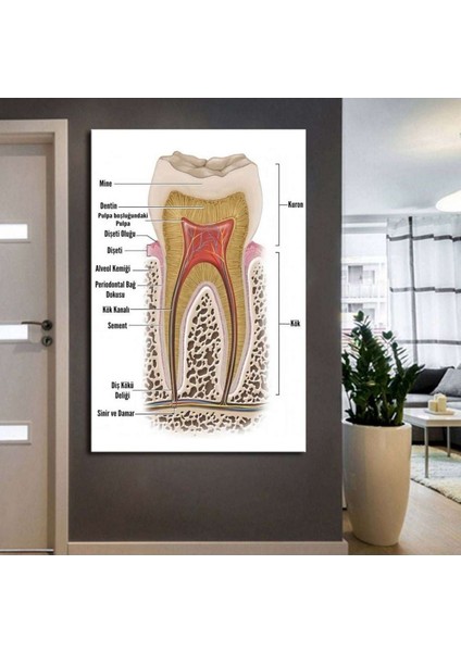 Ağız ve Diş Polikliniği, Dişçi Tabloları Dekoratif Diş, Dekoratif Dişçi, Dişçi Dekorasyonu DSC185