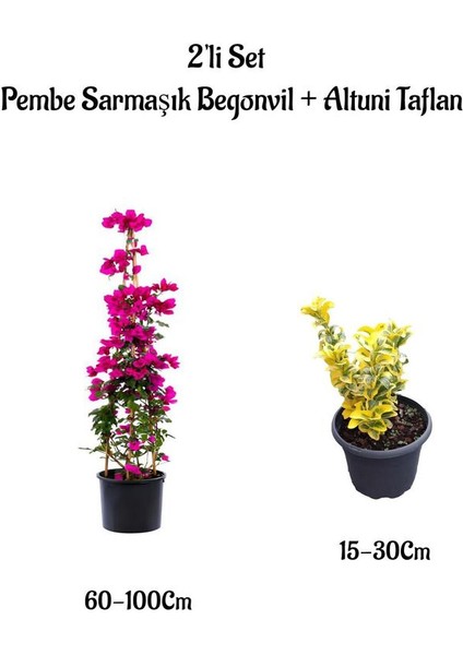 Pembe Renk Sarmaşık Begonvil Çiçeği+Altuni Taflan Çit Bitkisi Saksılı Dış Mekan Bitkileri