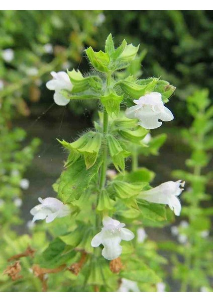 Melisa Çiçeği Fidanı (Melissa Officinalis): Doğal Sağlığınız Için Bir Mucize "limon Otu"