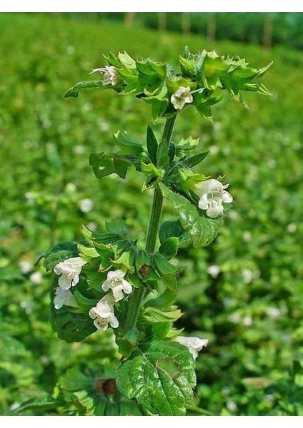Melisa Çiçeği Fidanı (Melissa Officinalis): Doğal Sağlığınız Için Bir Mucize "limon Otu"