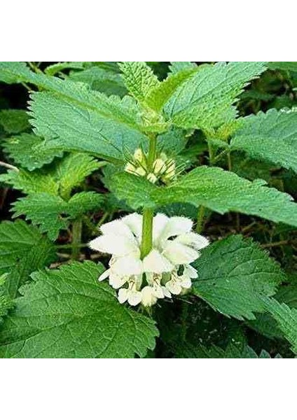 Melisa Çiçeği Fidanı (Melissa Officinalis): Doğal Sağlığınız Için Bir Mucize "limon Otu"