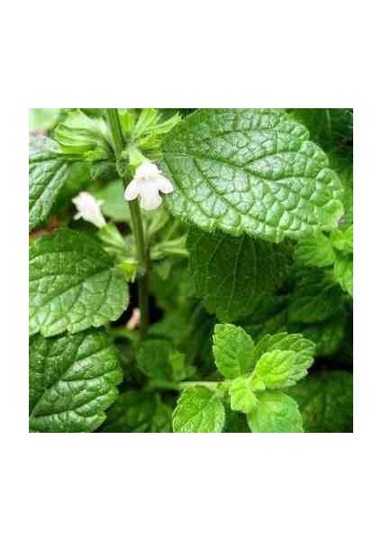 Melisa Çiçeği Fidanı (Melissa Officinalis): Doğal Sağlığınız Için Bir Mucize "limon Otu"