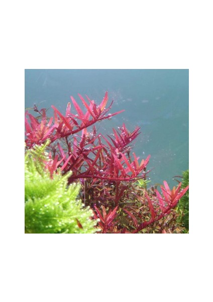 Özden Aquatics 1 Saksı Rotala Colorota Canlı Akvaryum Bitkisi